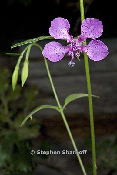 clarkia rhomboidea 5 graphic